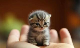 一窝小猫体型最小的身体最差吗 世界上最小的猫